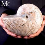 Spectaculair fossiel nautiloïde Groot nautiloïde fossiel -