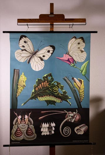 SCHOOLPLATENSHOP.NL Nu VEEL Jung Koch schoolplaten, Natuur en Biologie