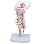 Anatomie model cervicale wervelkolom, 12x12x32 cm, Nieuw