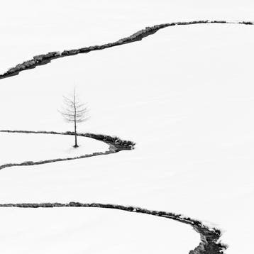 Rosario Civello - Signs #16 - The Tree and the Stream