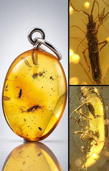 Uitzonderlijke transparante Baltische amber hanger – BEETLE,