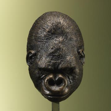 Gorilla Dodenmasker Bobby Taxidermie Opgezette Dieren By Max, Ophalen of Verzenden, Nieuw, Wild dier, Opgezet dier