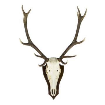 trofee schedel edelhert (pallet) (cervus elaphus linn*, Verzenden, Nieuw