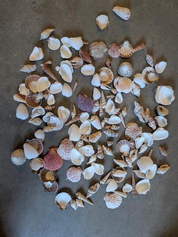 Schelpenmix Medium 1 kilo, Hobby en Vrije tijd, Ophalen of Verzenden, Nieuw