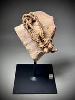 Crinoide - Fossiel skelet, Verzamelen