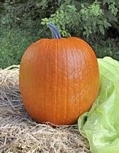 Cargo PMT F1 halloweenpompoen basiseenheid, Ophalen of Verzenden, Nieuw