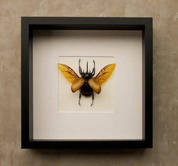 Neushoornkever Taxidermie volledige montage - Eupatorus, Nieuw