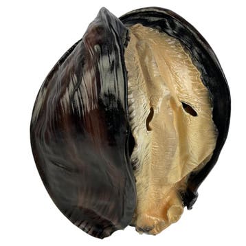 Oester/Schelp/mossel masker, Verzenden, Nieuw