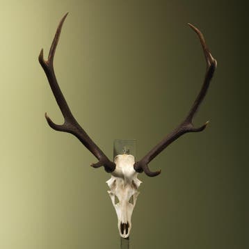 Edelhert Gewei Taxidermie Opgezette Dieren By Max, Verzamelen, Dierenverzamelingen, Ophalen of Verzenden, Nieuw, Wild dier, Opgezet dier