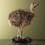 Struisvogel Kuiken Taxidermie Opgezette Dieren By Max, Ophalen of Verzenden, Nieuw, Vogel, Opgezet dier