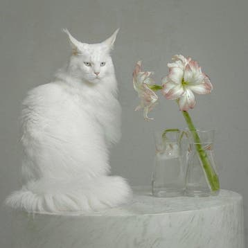 Elena Paraskeva - Amaryllis And The Maine Coone