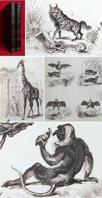 Buffon - Les Quadrupèdes [350 engravings of animals on 44