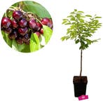 kersenboom Prunus avium Bigarreau Burlat + Pot, Verzenden, Volle zon