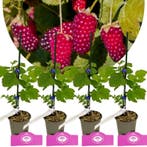Rubus fruticosus Loganberry + pot 9cm 4 pcs, Tuin en Terras, Verzenden, Volle zon