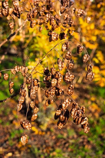Blaasjesboom - De Koelreuteria Paniculata,, Overige soorten, 250 tot 400 cm, Zomer, Ophalen