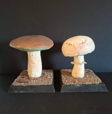 paddestoel Taxidermie replica montage - Basidiomycota - 18, Nieuw