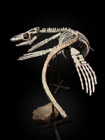 Mosasaurus - Gereconstrueerd skelet - 88 cm - 80 cm