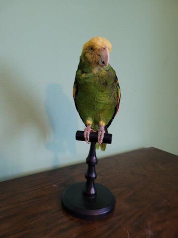 Yellow-headed Amazon - Taxidermie volledige montage -