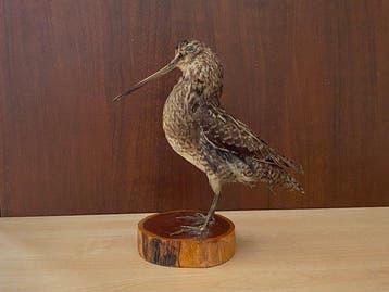 Houtsnip Taxidermie replica montage - Gallinago megala - 21, Verzamelen, Nieuw