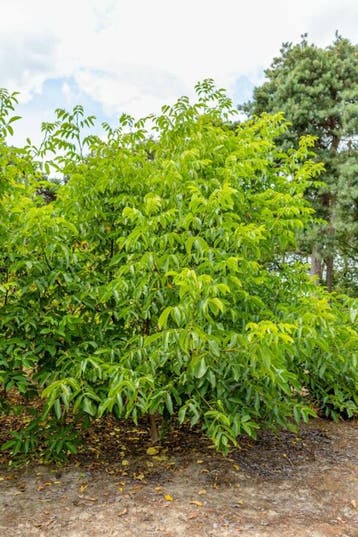 Juglans regia meerstammig 300-350