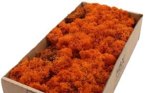Rendiermos IJslandsmos Finlandsmos Oranje 500 gram, Ophalen of Verzenden, Nieuw