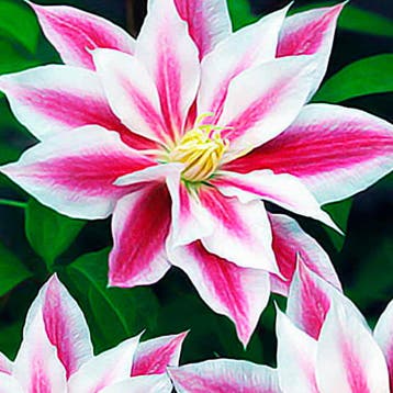 Clematis Andromeda container (P14) Sierplanten, Raskleur, Verzenden, Lente, Overige soorten, Halfschaduw