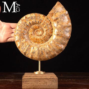 Euaspidoceras sp. - Ammoniet Euaspidoceras soort - Unieke