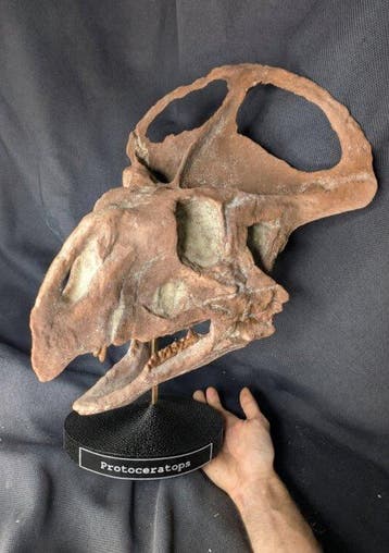 Fossiele schedel - Protoceratops - Museum-Grade Replica - 43