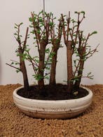 Kustmammoetboom bonsai (Sequoia) - Hoogte (boom): 23 cm -
