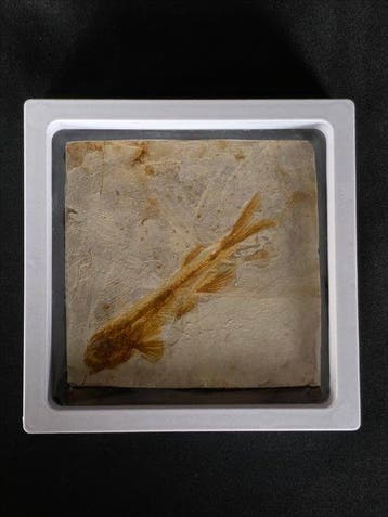 Vis - Gefossiliseerd dier - Lycoptera - 11 cm (Zonder