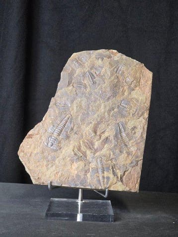 Trilobiet - Gefossiliseerd dier - Large Trilobite Fossil