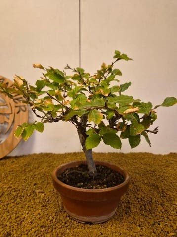 Beukenboom bonsai (Fagus) - Hoogte (boom): 29 cm - Diepte, Antiek en Kunst, Curiosa en Brocante