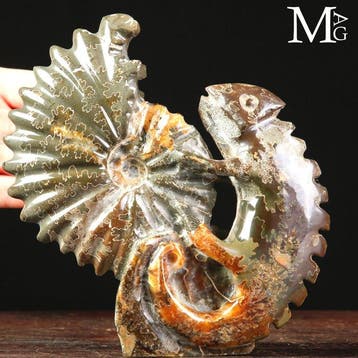 Fossiele Sculptuur Uitgehouwen Cleoniceras-ammoniet met