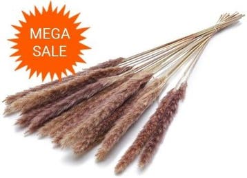 Pacific zilvergrass plume Natural droogbloemen 70 gram, Ophalen of Verzenden, Nieuw