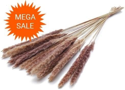 Pacific zilvergrass plume Natural droogbloemen 70 gram, Huis en Inrichting, Woonaccessoires | Kunstplanten en Kunstbloemen, Nieuw