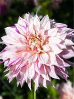 Dahlia Café au Lait Twist (Dahlia’s kopen?), Ophalen of Verzenden