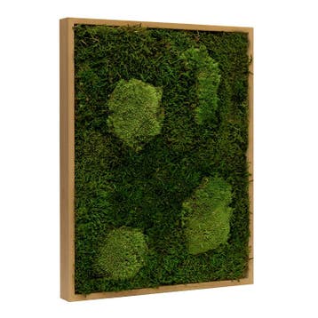 Vintlux Mosschilderij Lappenmos-Bolmos 60x80 cm Eikenhout -, Nieuw