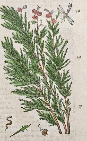 Pietro Andrea Mattioli (1501–1577) - Botanical Study of