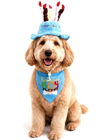 2 delige verjaardagset met hoed en bandana voor de hond blau, Ophalen of Verzenden, Nieuw
