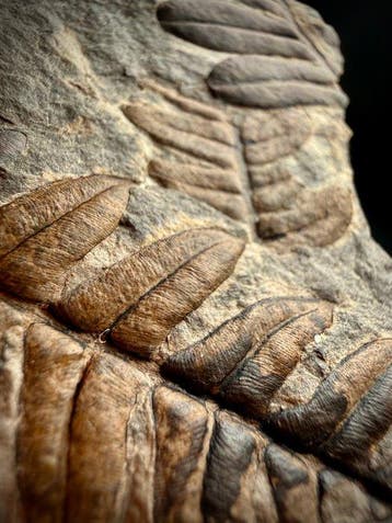 Varenplaat – 300 miljoen jaar oude fossiele varen – 5