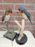 Zebra ijsvogels Taxidermie volledige montage - Lacedo, Verzamelen, Nieuw