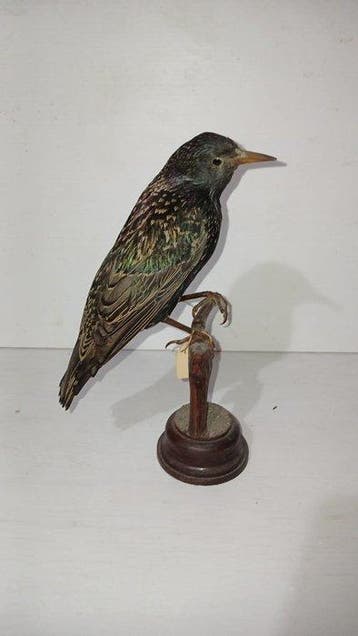 Spreeuw Taxidermie volledige montage - Sturnus vulgaris -, Verzamelen, Dierenverzamelingen, Nieuw