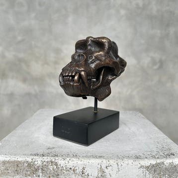 sculptuur, NO RESERVE PRICE - Gorilla Skull Sculpture - 14