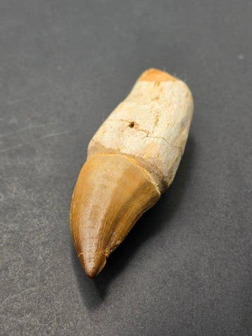Mosasaurus - Fossiele tand - 8 cm (Zonder minimumprijs), Verzamelen, Mineralen en Fossielen