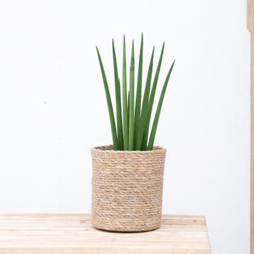 Green Bubble - Sansevieria cylindrica Bacularis - 25cm, Huis en Inrichting, Kamerplanten, Ophalen of Verzenden