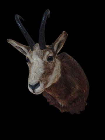 Gems Taxidermie hoofdmontage - Rupicapra pyrenaica - 50 cm -, Nieuw
