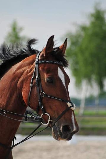 KNAPPE BIBI (ELISE: ALEXANDRO P x KIKKIE) TE KOOP, Merrie, Met stamboom, 11 jaar of ouder, Recreatiepaard