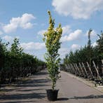 Goudiep (Ulmus hollandica Wredei), Tuin en Terras