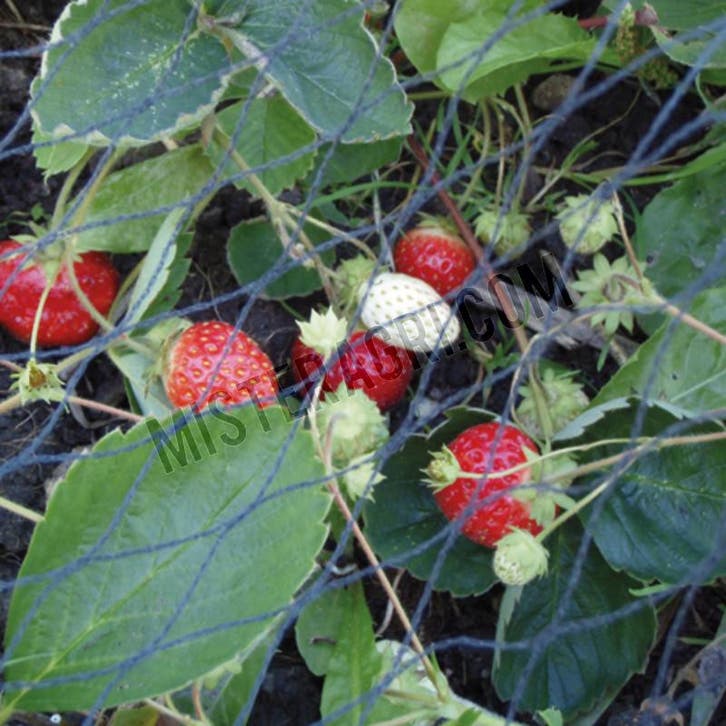 Tuinnet (Werktuigen), Zakelijke goederen, Agrarisch | Werktuigen, Ophalen of Verzenden
