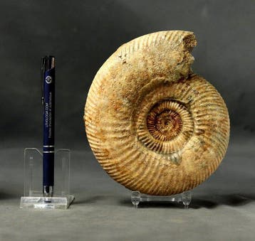 Fijnste ammoniet - - Gefossiliseerd dier - Parkinsonia aff, Verzamelen, Mineralen en Fossielen